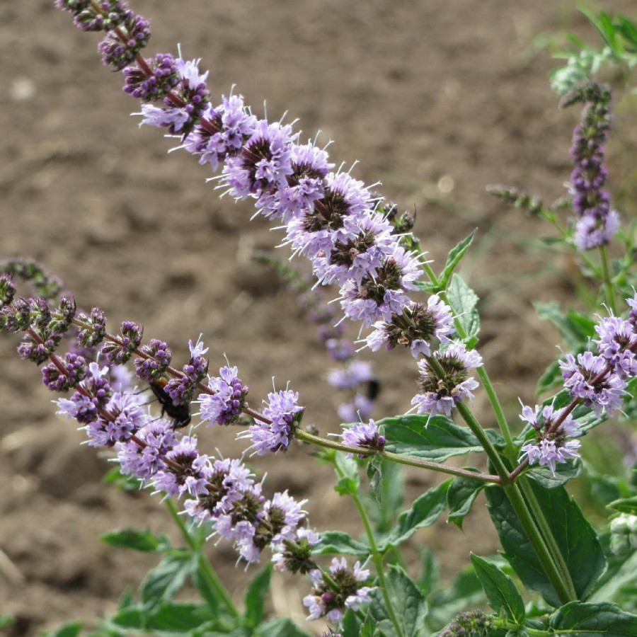 MENTHA longifolia