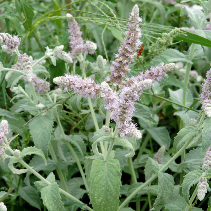 Plantes Vivaces MENTHA longifolia 'Buddleia' - Menthe en vente - Pépinière Lepage .