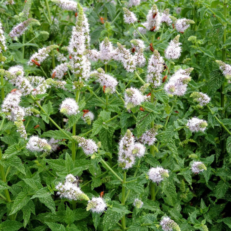 plantes-vivaces-mentha-piperita-menthe-en-vente-menthe-poivree-en-vente-pepiniere-lepage-