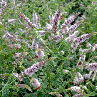 plantes-vivaces-mentha-piperita-menthe-en-vente-menthe-poivree-en-vente-pepiniere-lepage-
