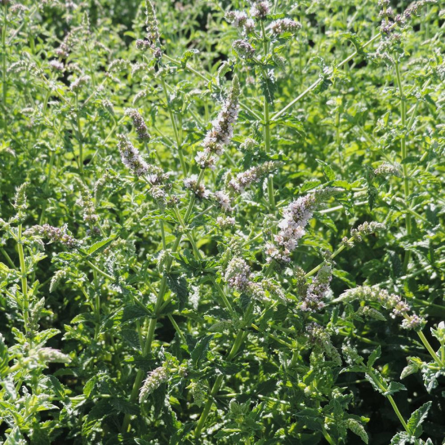Plantes Vivaces MENTHA piperita 'Bergamote' - Menthe en vente - Menthe bergamote en vente - Pépinière Lepage .