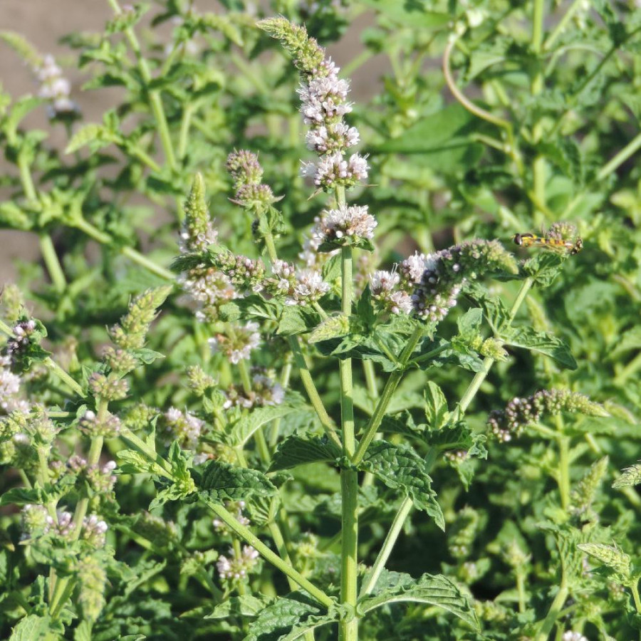 Plantes Vivaces MENTHA piperita 'Bergamote' - Menthe en vente - Menthe bergamote en vente - Pépinière Lepage .