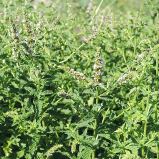 Plantes Vivaces MENTHA piperita 'Bergamote' - Menthe en vente - Menthe bergamote en vente - Pépinière Lepage .