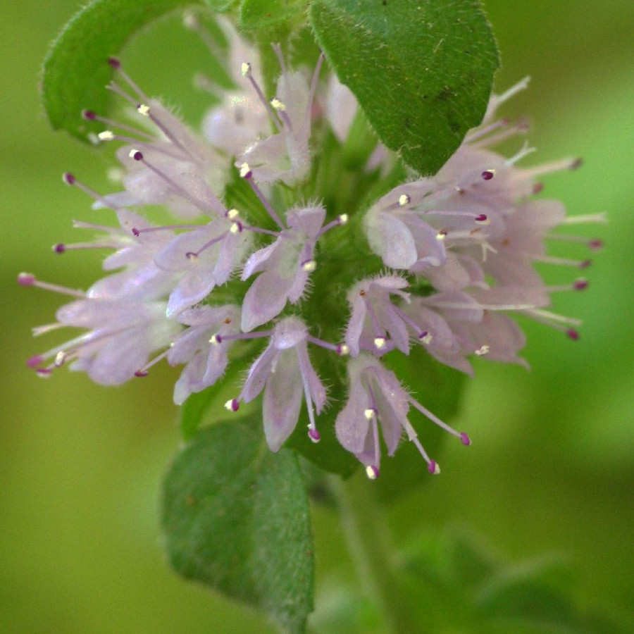 plantes-vivaces-mentha-pulegium-en-vente-pepiniere-lepage-