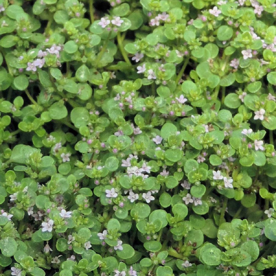 plantes-vivaces-mentha-requienii-menthe-en-vente-menthe-de-corse-en-vente-pepiniere-lepage-