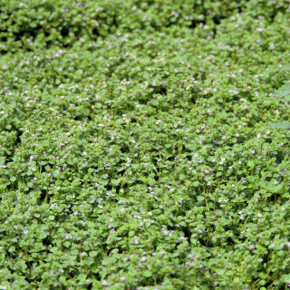 plantes-vivaces-mentha-requienii-menthe-en-vente-menthe-de-corse-en-vente-pepiniere-lepage-