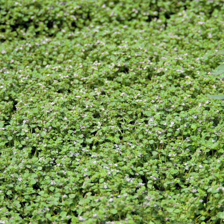 plantes-vivaces-mentha-requienii-menthe-en-vente-menthe-de-corse-en-vente-pepiniere-lepage-