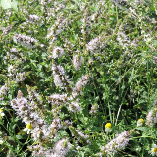 plantes-vivaces-mentha-spicata-viridis-menthe-verte-en-vente-pepiniere-lepage-