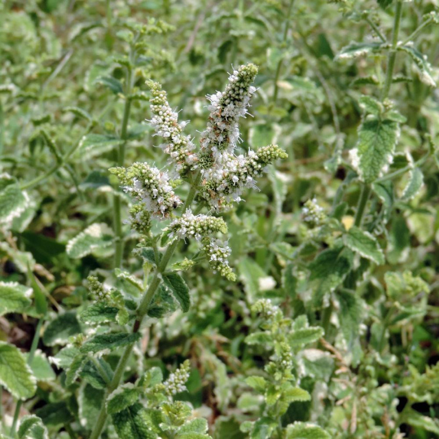 Plantes Vivaces MENTHA suaveolens 'Variegata' - Menthe douce en vente - Pépinière Lepage .