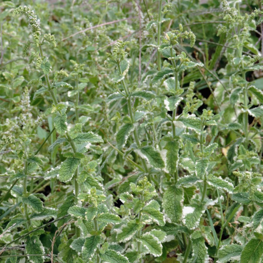 Plantes Vivaces MENTHA suaveolens 'Variegata' - Menthe douce en vente - Pépinière Lepage .