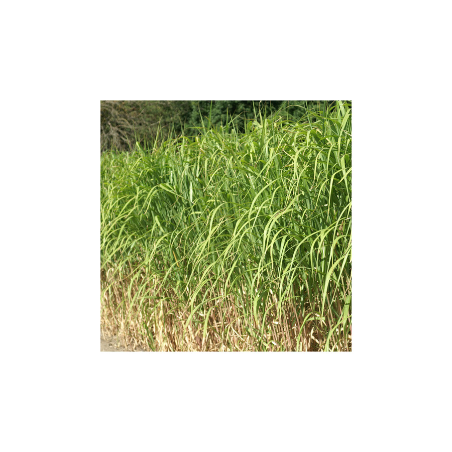 Plantes Vivaces MISCANTHUS giganteus (M. floridulus) - Eulalie en vente - Roseau de Chine en vente - Pépinière Lepage .