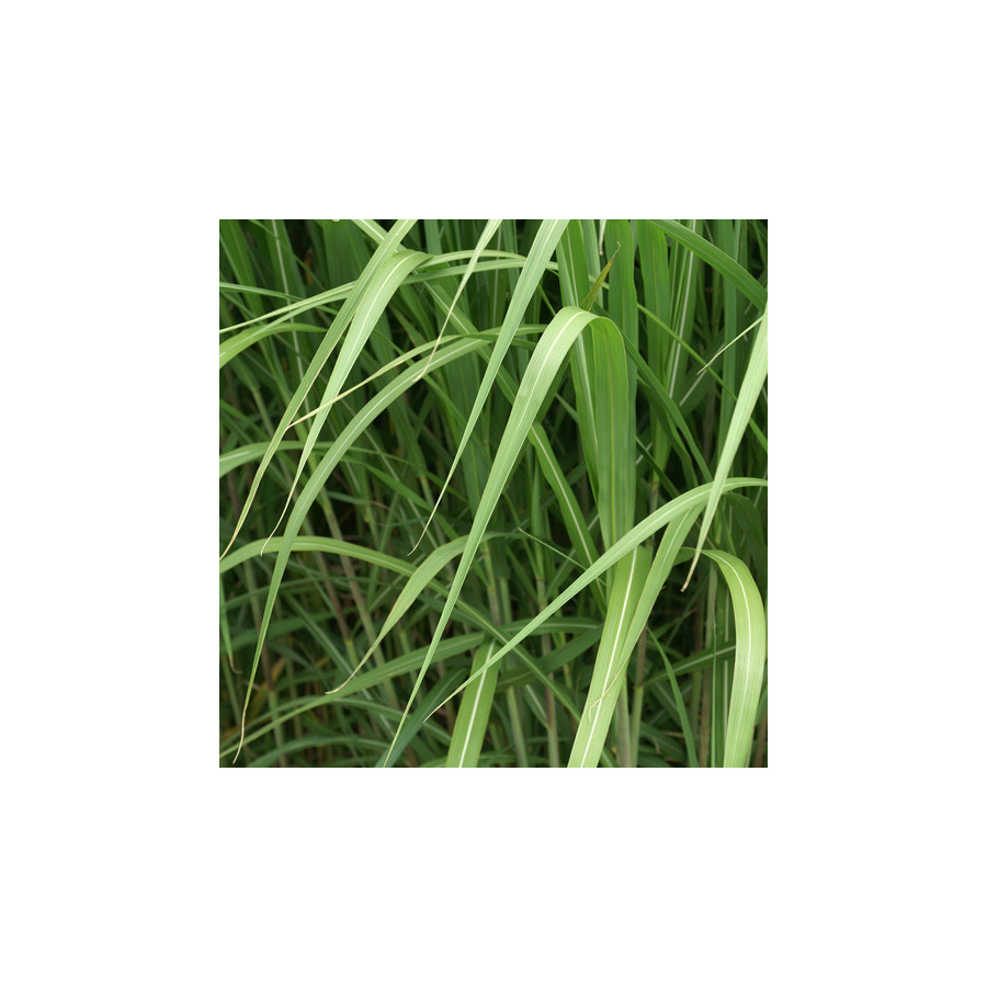 Plantes Vivaces MISCANTHUS giganteus (M. floridulus) - Eulalie en vente - Roseau de Chine en vente - Pépinière Lepage .