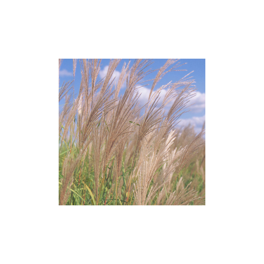 plantes-vivaces-miscanthus-sacchariflorus-eulalie-en-vente-roseau-de-chine-en-vente-pepiniere-lepage-
