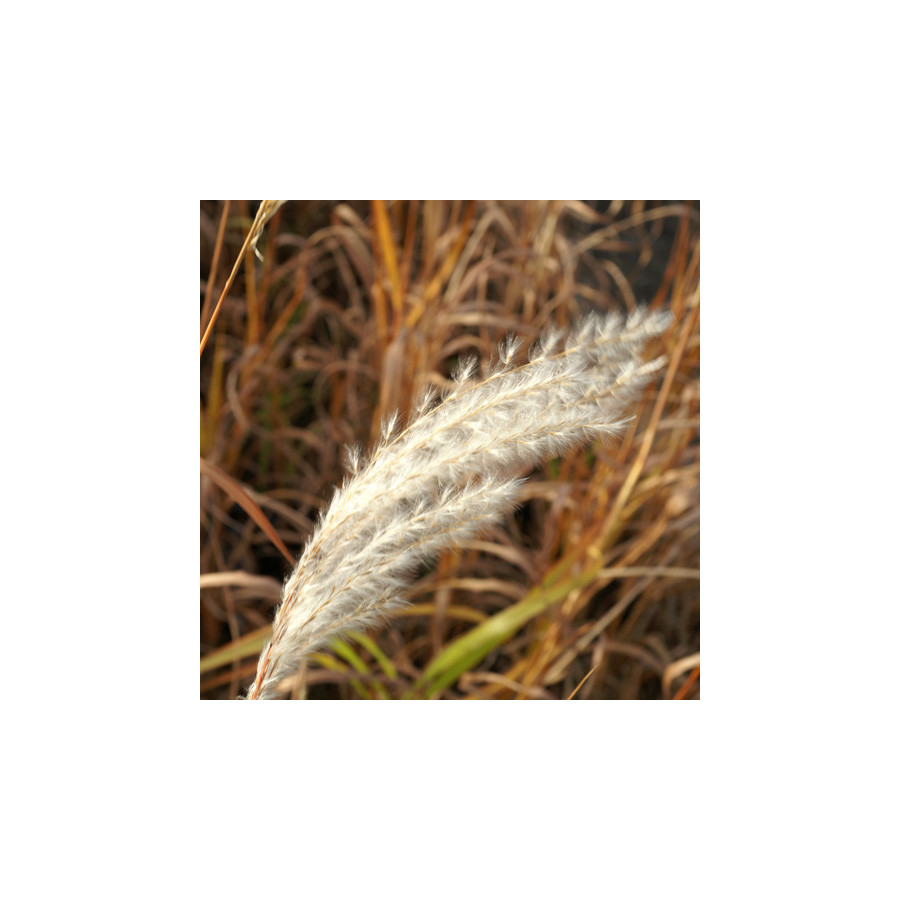 plantes-vivaces-miscanthus-sacchariflorus-eulalie-en-vente-roseau-de-chine-en-vente-pepiniere-lepage-