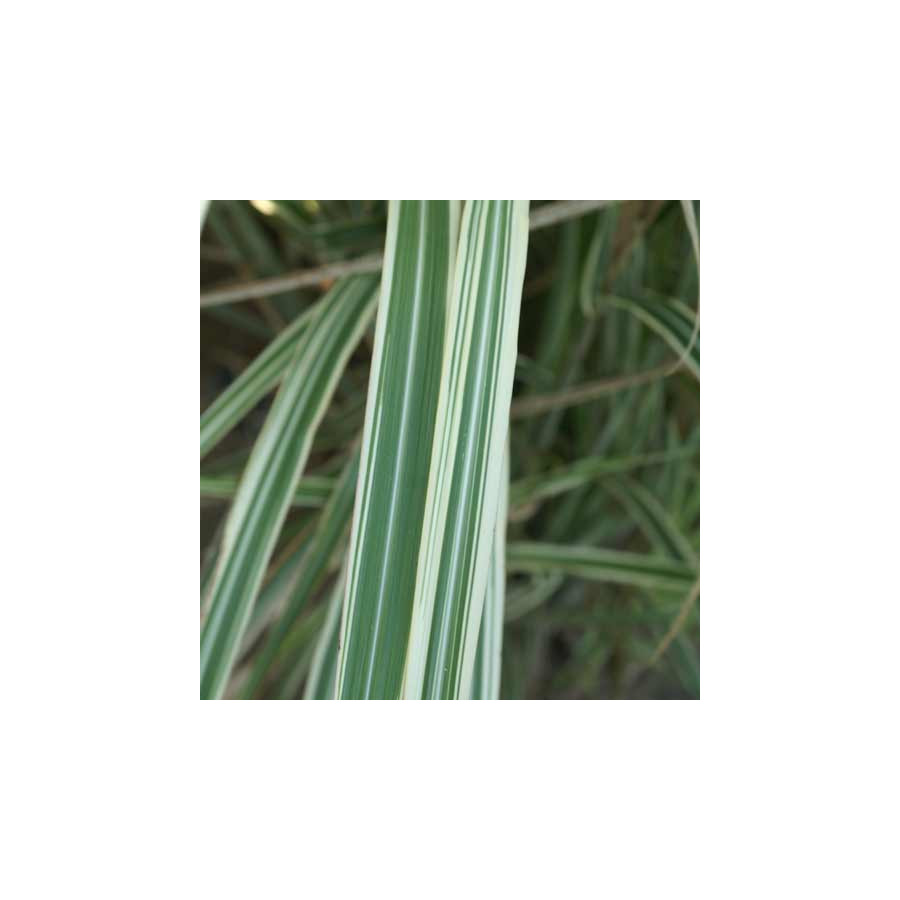 plantes-vivaces-miscanthus-sinensis-dixieland-eulalie-en-vente-roseau-de-chine-en-vente-pepiniere-lepage-