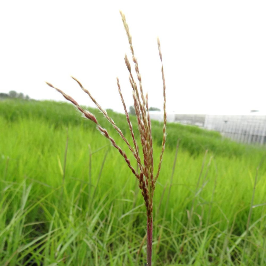 plantes-vivaces-miscanthus-sinensis-dronning-ingrid-eulalie-en-vente-roseau-de-chine-en-vente-pepiniere-lepage-