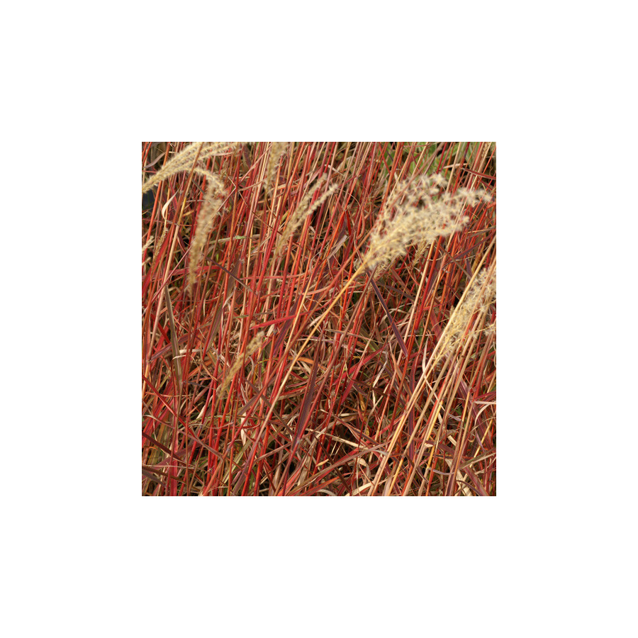 plantes-vivaces-miscanthus-sinensis-dronning-ingrid-eulalie-en-vente-roseau-de-chine-en-vente-pepiniere-lepage-
