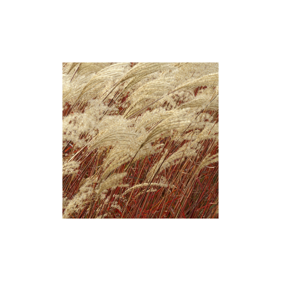 plantes-vivaces-miscanthus-sinensis-dronning-ingrid-eulalie-en-vente-roseau-de-chine-en-vente-pepiniere-lepage-