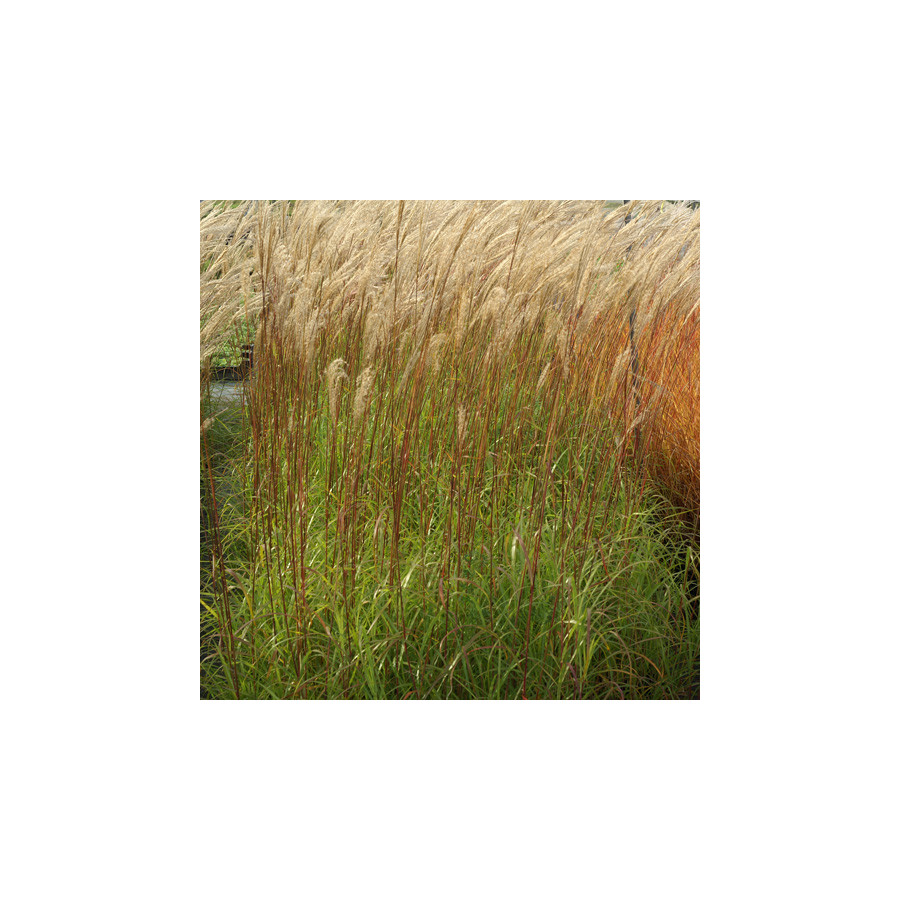 plantes-vivaces-miscanthus-sinensis-emmanuel-lepage-eulalie-en-vente-roseau-de-chine-en-vente-pepiniere-lepage-