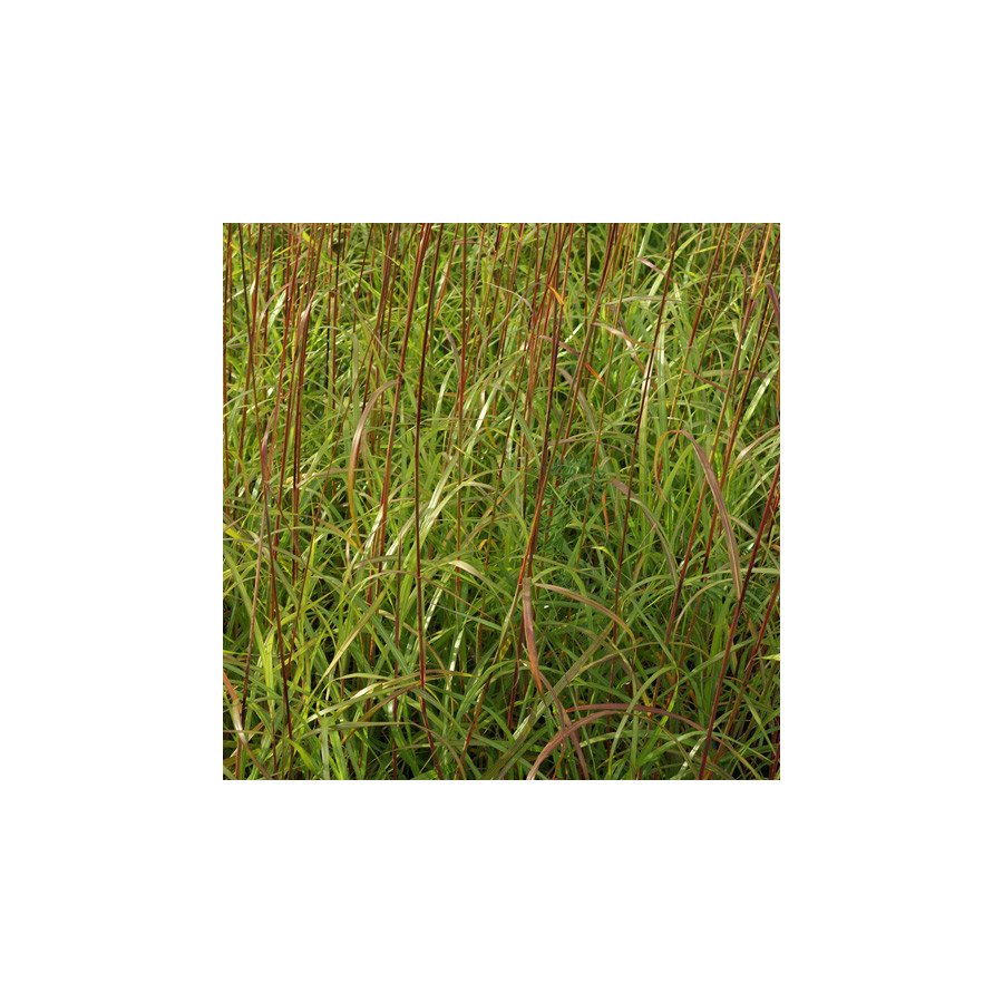 plantes-vivaces-miscanthus-sinensis-emmanuel-lepage-eulalie-en-vente-roseau-de-chine-en-vente-pepiniere-lepage-