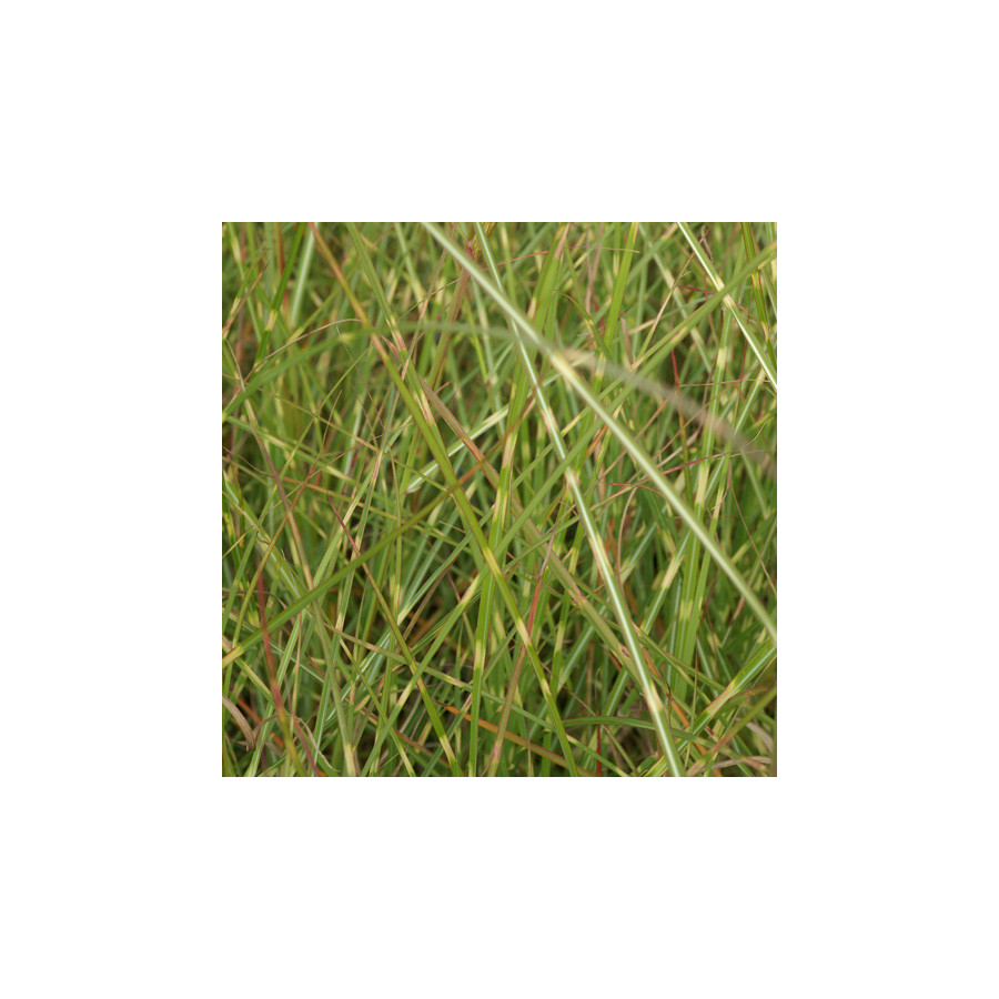 plantes-vivaces-miscanthus-sinensis-etincelle-eulalie-en-vente-roseau-de-chine-en-vente-pepiniere-lepage-