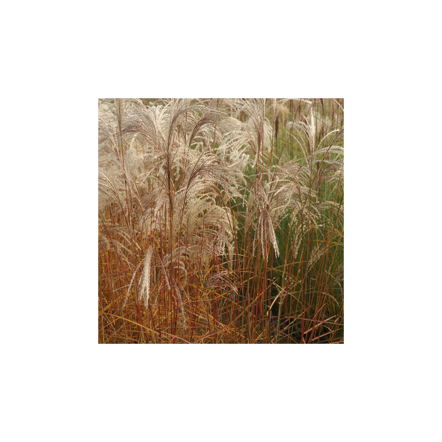 plantes-vivaces-miscanthus-sinensis-flamingo-eulalie-en-vente-roseau-de-chine-en-vente-pepiniere-lepage-