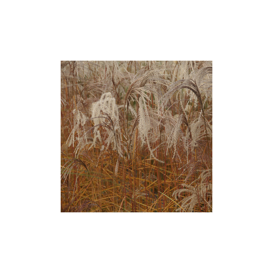 plantes-vivaces-miscanthus-sinensis-flamingo-eulalie-en-vente-roseau-de-chine-en-vente-pepiniere-lepage-