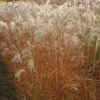 plantes-vivaces-miscanthus-sinensis-flamingo-eulalie-en-vente-roseau-de-chine-en-vente-pepiniere-lepage-