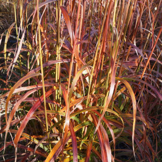 plantes-vivaces-miscanthus-sinensis-ghana-eulalie-en-vente-roseau-de-chine-en-vente-pepiniere-lepage-
