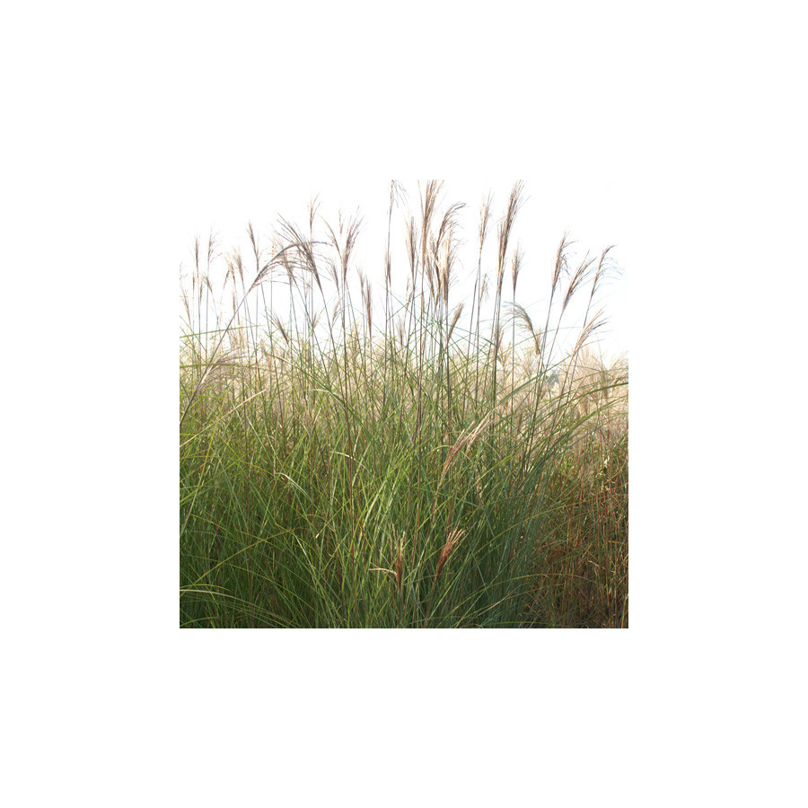 plantes-vivaces-miscanthus-sinensis-gracillimus-eulalie-en-vente-roseau-de-chine-en-vente-pepiniere-lepage-