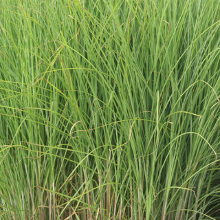 plantes-vivaces-miscanthus-sinensis-gracillimus-eulalie-en-vente-roseau-de-chine-en-vente-pepiniere-lepage-