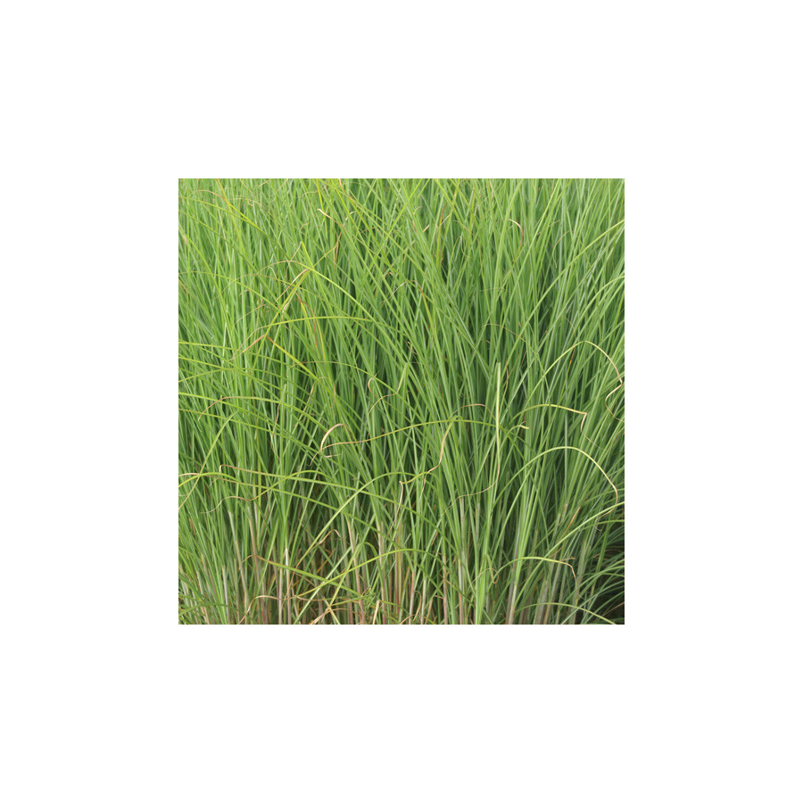 plantes-vivaces-miscanthus-sinensis-gracillimus-eulalie-en-vente-roseau-de-chine-en-vente-pepiniere-lepage-