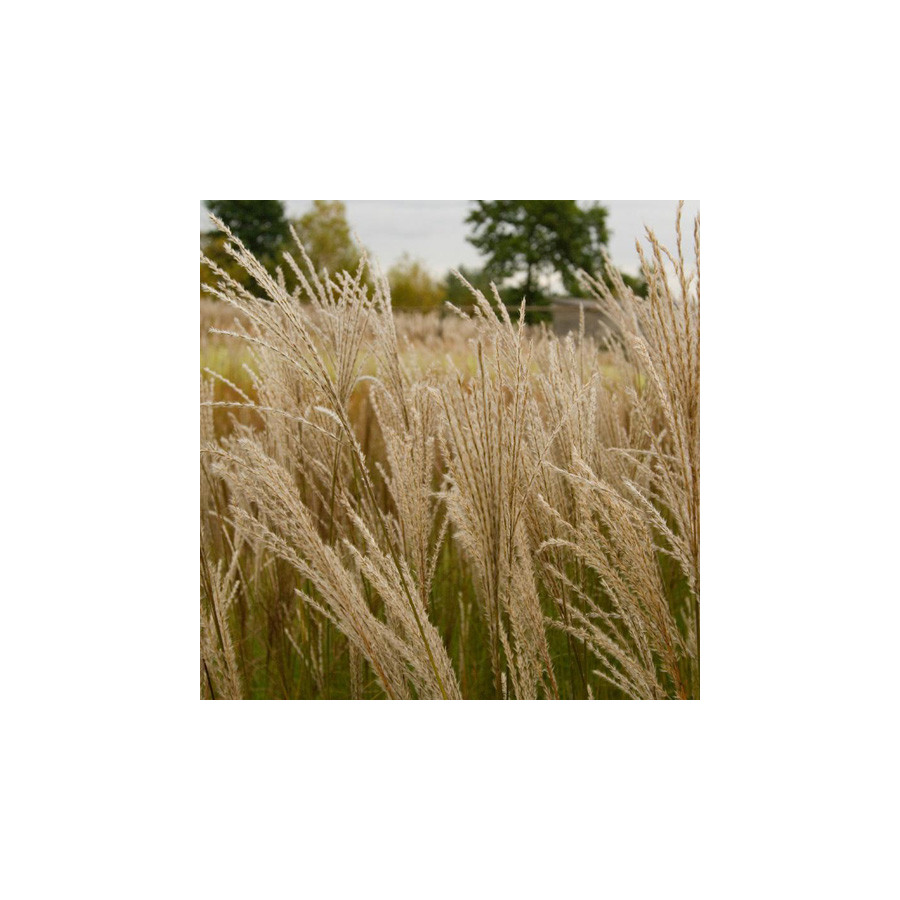 Plantes Vivaces MISCANTHUS sinensis 'Graziella' - Eulalie en vente - Roseau de Chine en vente - Pépinière Lepage .