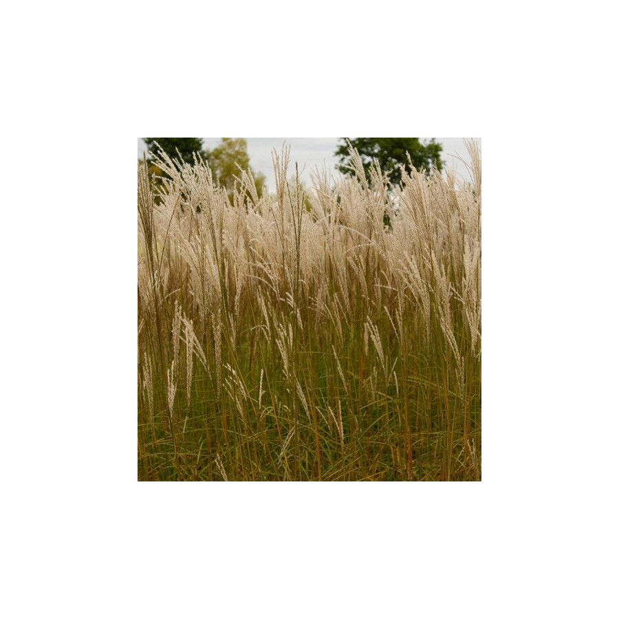 Plantes Vivaces MISCANTHUS sinensis 'Graziella' - Eulalie en vente - Roseau de Chine en vente - Pépinière Lepage .