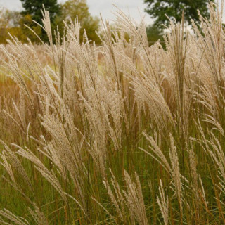 Plantes Vivaces MISCANTHUS sinensis 'Graziella' - Eulalie en vente - Roseau de Chine en vente - Pépinière Lepage .