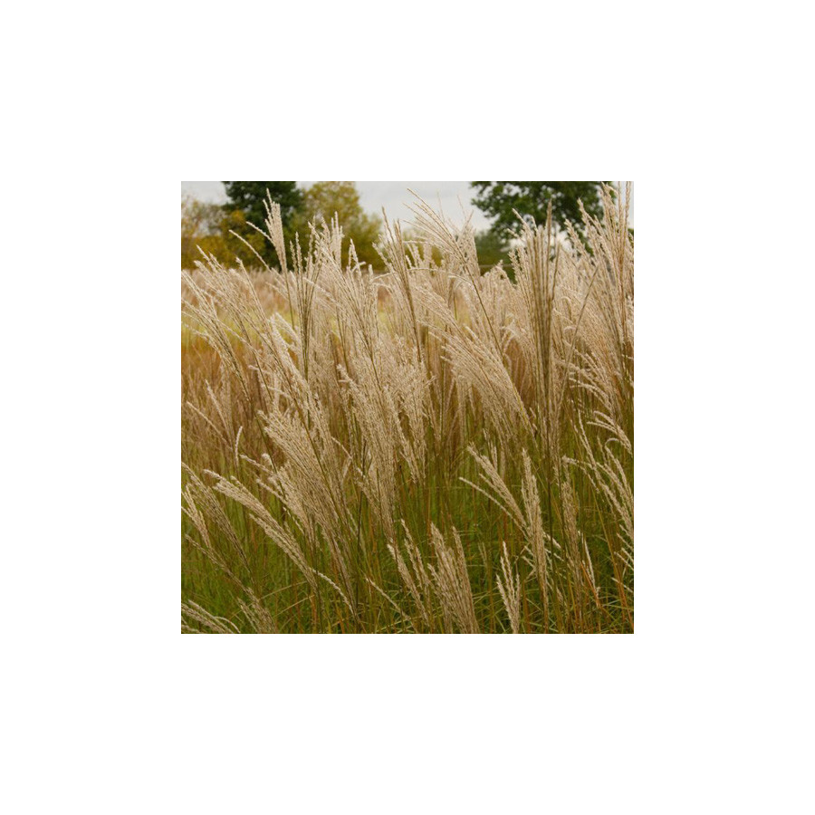 Plantes Vivaces MISCANTHUS sinensis 'Graziella' - Eulalie en vente - Roseau de Chine en vente - Pépinière Lepage .