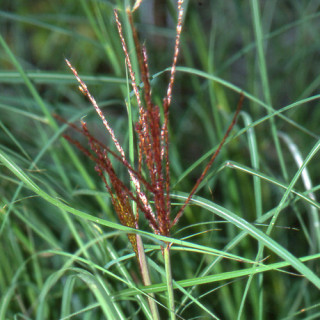 plantes-vivaces-miscanthus-sinensis-kleine-silberspinne-eulalie-en-vente-roseau-de-chine-en-vente-pepiniere-lepage-