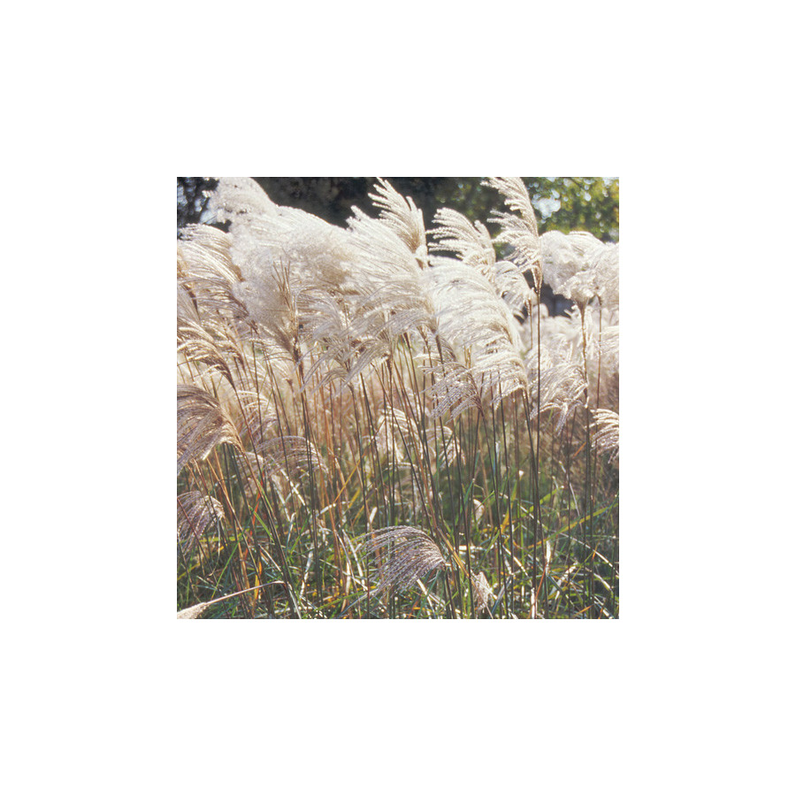 Plantes Vivaces MISCANTHUS sinensis 'Malepartus' - Eulalie en vente - Roseau de Chine en vente - Pépinière Lepage .