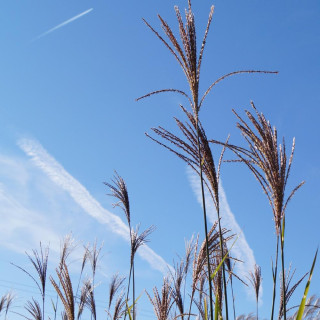 plantes-vivaces-miscanthus-sinensis-strictus-eulalie-en-vente-roseau-de-chine-en-vente-pepiniere-lepage-