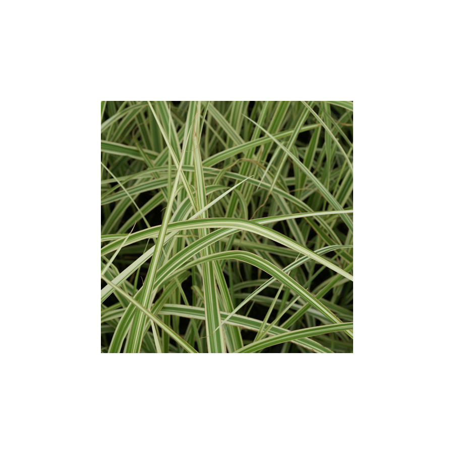 plantes-vivaces-miscanthus-sinensis-variegatus-eulalie-en-vente-roseau-de-chine-en-vente-pepiniere-lepage-