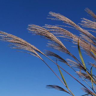 plantes-vivaces-miscanthus-sinensis-zebrinus-eulalie-en-vente-roseau-de-chine-en-vente-pepiniere-lepage-