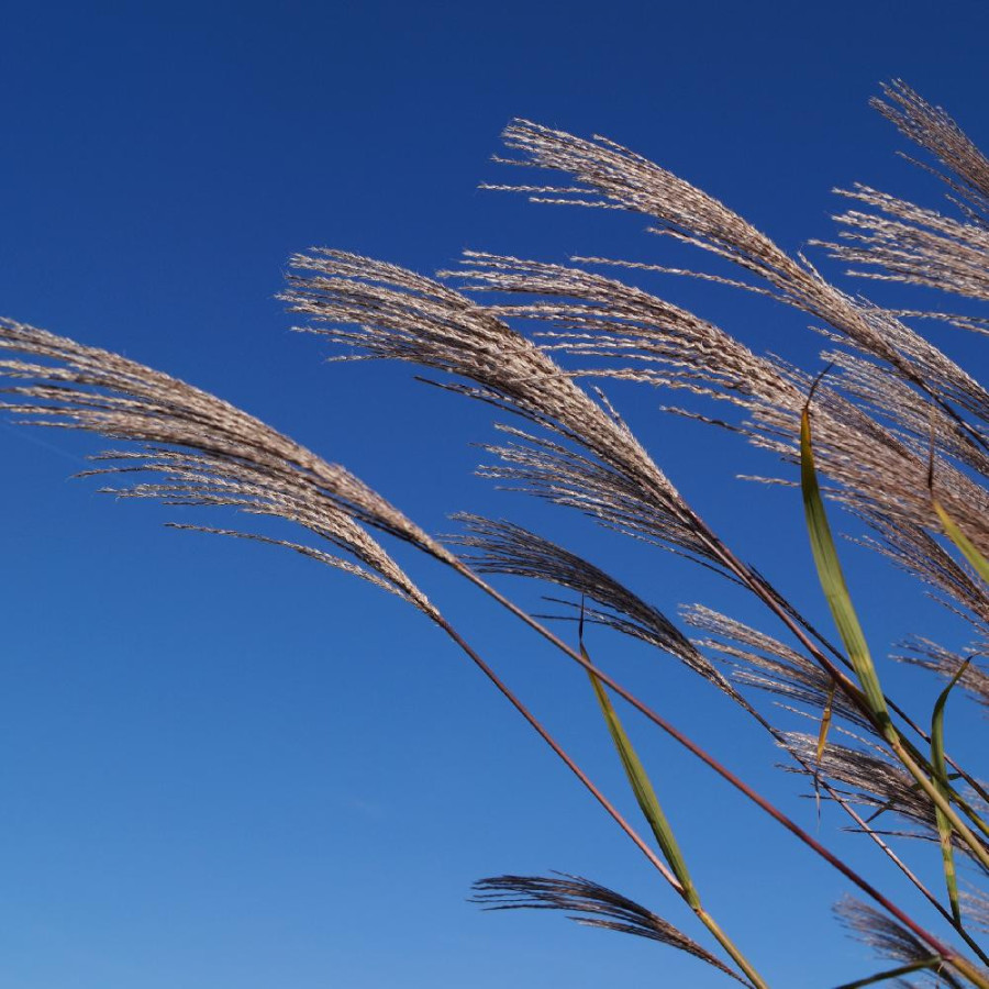 plantes-vivaces-miscanthus-sinensis-zebrinus-eulalie-en-vente-roseau-de-chine-en-vente-pepiniere-lepage-