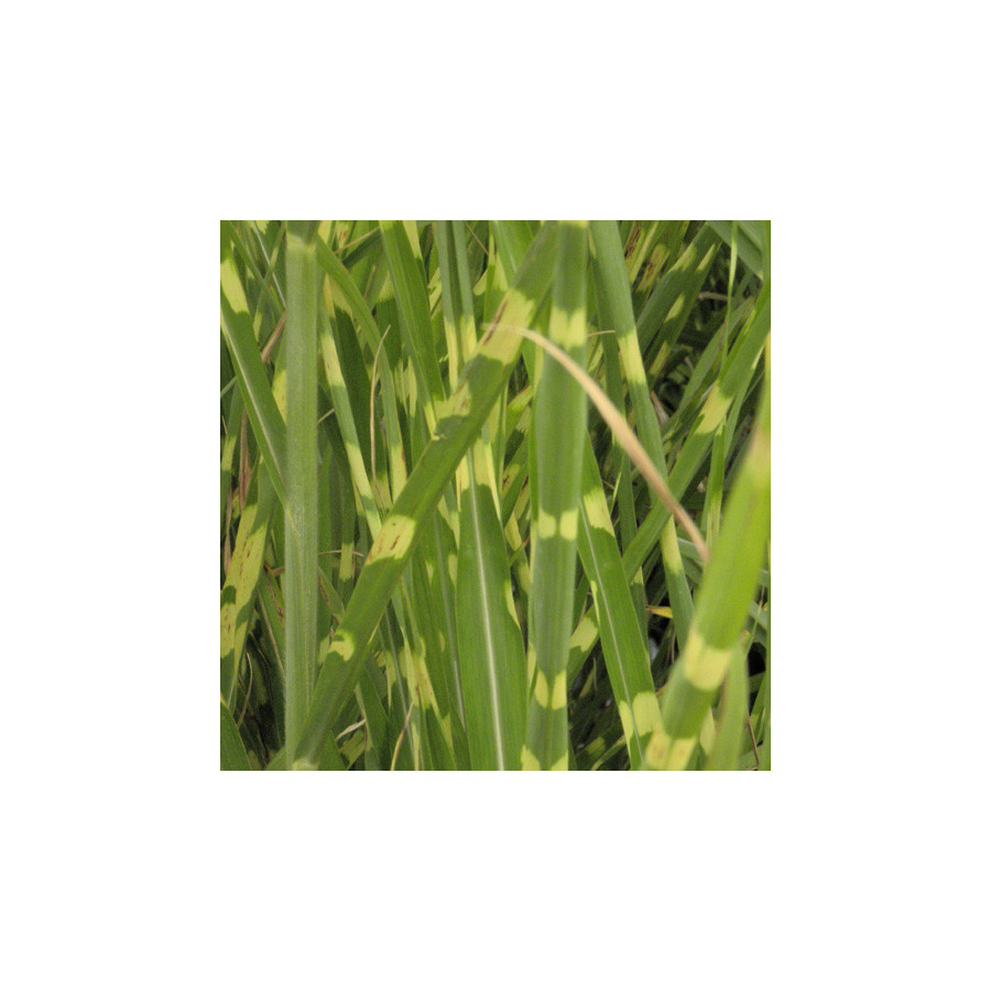 plantes-vivaces-miscanthus-sinensis-zebrinus-eulalie-en-vente-roseau-de-chine-en-vente-pepiniere-lepage-