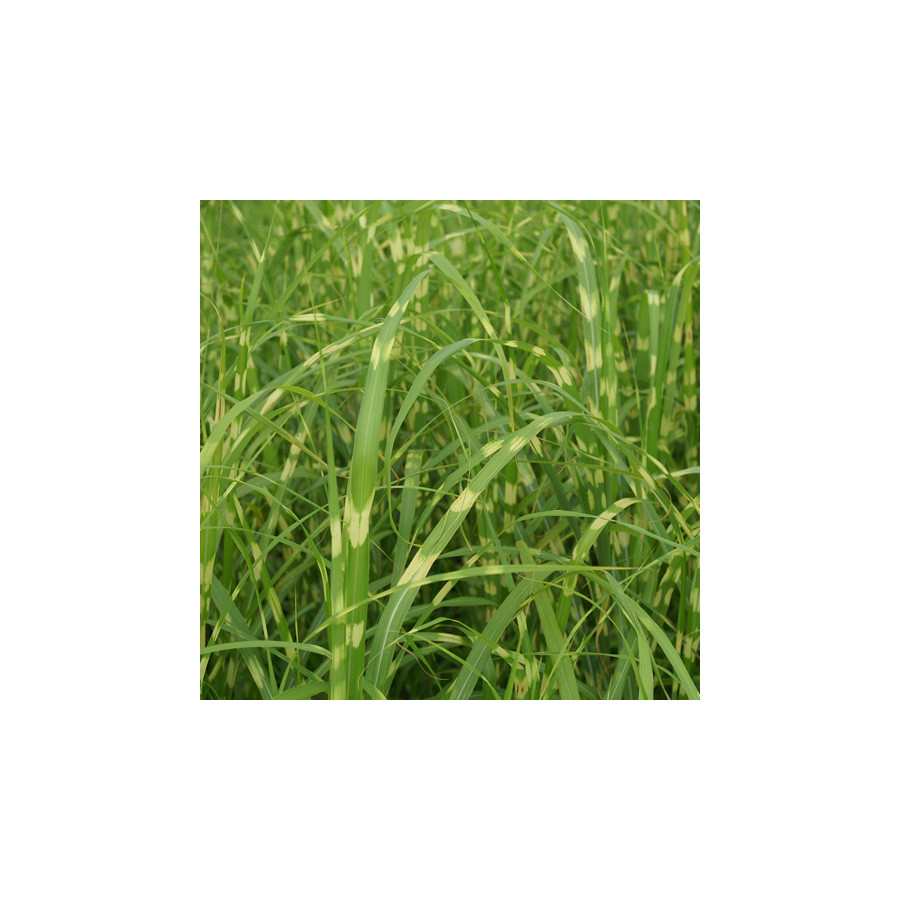 plantes-vivaces-miscanthus-sinensis-zebrinus-eulalie-en-vente-roseau-de-chine-en-vente-pepiniere-lepage-