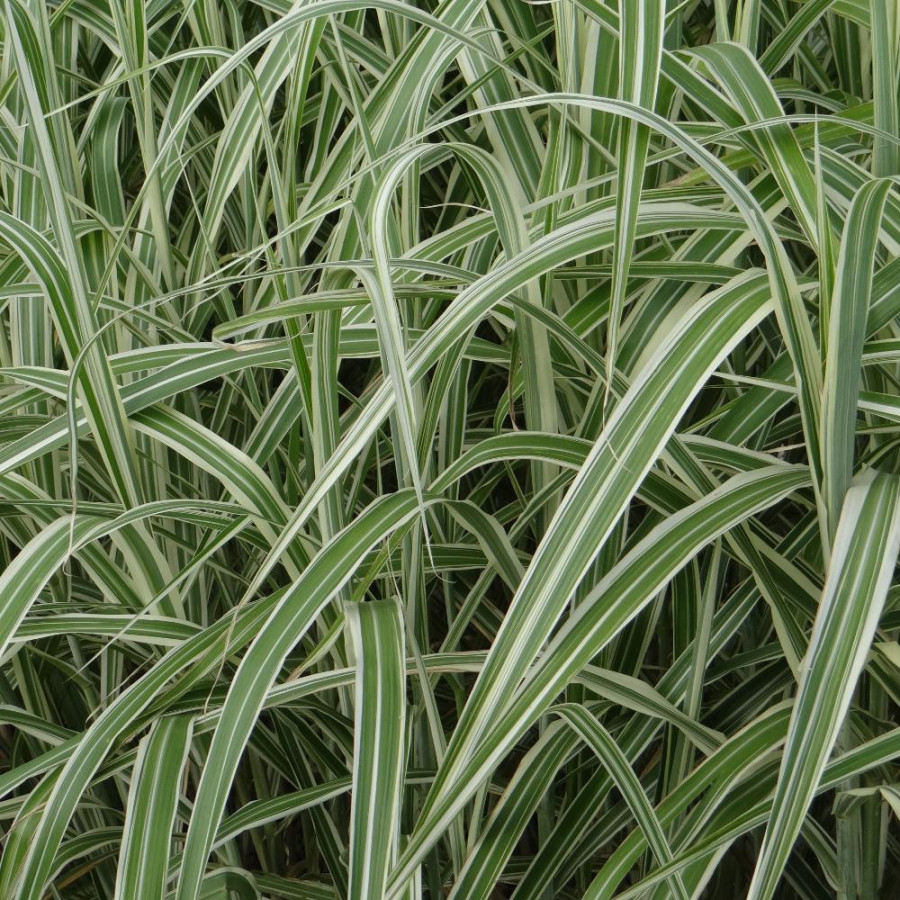 plantes-vivaces-miscanthus-sinensis-var-condensatus-cosmopolitan-eulalie-en-vente-roseau-de-chine-en-vente-pepiniere-lepage-