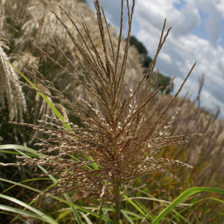 Plantes Vivaces MISCANTHUS sinensis var. condensatus 'Luc André Lepage' - Eulalie en vente - Roseau de Chine en vente - Pépinièr