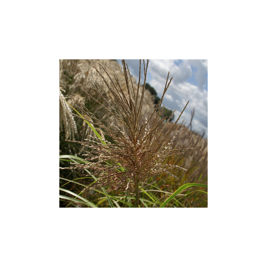 Plantes Vivaces MISCANTHUS sinensis var. condensatus 'Luc André Lepage' - Eulalie en vente - Roseau de Chine en vente - Pépinièr