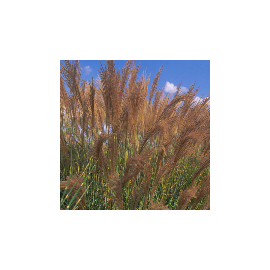 Plantes Vivaces MISCANTHUS transmorrisonensis - Eulalie en vente - Roseau de Chine en vente - Pépinière Lepage .