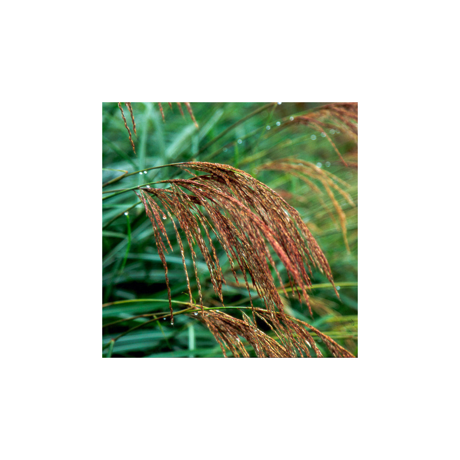 Plantes Vivaces MISCANTHUS transmorrisonensis - Eulalie en vente - Roseau de Chine en vente - Pépinière Lepage .