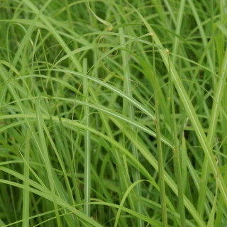 Plantes Vivaces MISCANTHUS transmorrisonensis - Eulalie en vente - Roseau de Chine en vente - Pépinière Lepage .